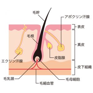 脱毛の仕組み