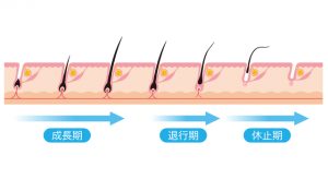 毛周期